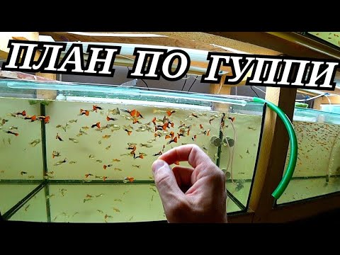 Видео: Есть план по Гуппи! Платина сработала - быстрый нерест