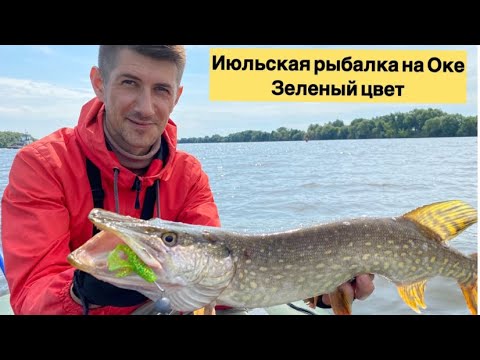 Видео: Рыбалка на Оке в июле. Ловим на зеленый цвет.