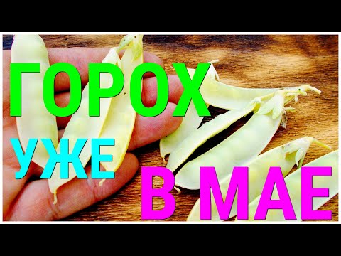 Видео: ГОРОХ. СУПЕР-РАННИЙ УРОЖАЙ. ТЕХНОЛОГИЯ ВЫРАЩИВАНИЯ СТОЛЕТНЕЙ ДАВНОСТИ НЕПРЕВЗОЙДЁННАЯ ДО СИХ ПОР