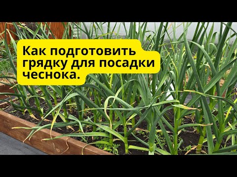 Видео: Как я готовлю грядку под чеснок — просто, но эффективно!