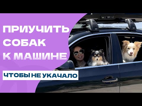 Видео: Как ПРИУЧИТЬ собаку к МАШИНЕ? СОБАКУ УКАЧИВАЕТ
