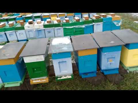 Видео: Первый осмотр пчел в 2025 Часть  1