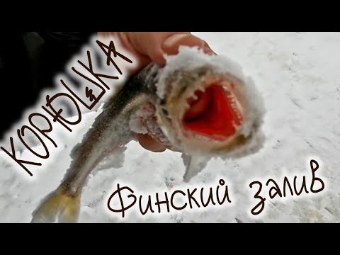 Видео: Корюшка 2023 на Финском заливе, Smelt on the Gulf of Finland