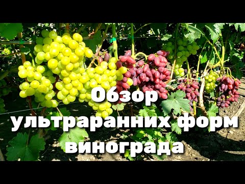 Видео: САМЫЙ большой обзор ультраранних форм винограда. Супер новинки и давно проверенные сорта