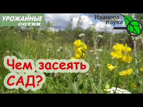 Видео: Работы МЕНЬШЕ, урожая БОЛЬШЕ! Для БОЛЬШОГО УРОЖАЯ посейте эти травы в саду даже в ноябре!