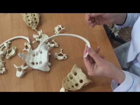 Видео: Қабырғалар