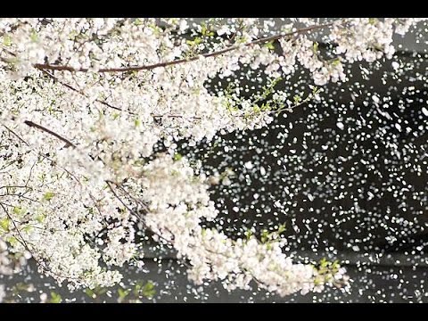 Видео: « ОТЦВЕТАЕТ БЕЛАЯ ЧЕРЁМУХА » Вокальное Трио Рябинушка