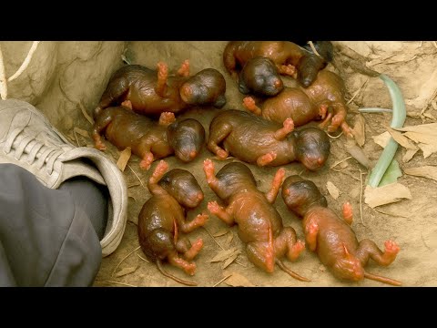 Видео: Боже мой! Кто бы мог подумать, что здесь живёт столько милых щенков? 🐶🐕😘❤🥰🥰