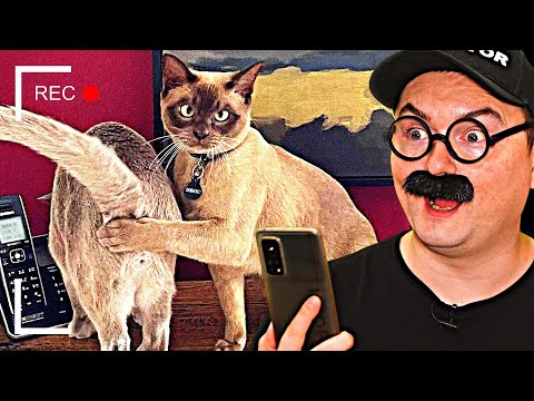 Видео: ВЕСЕЛЫЕ ВИДОСИКИ! 8 МИНУТ СМЕХА (или нет) 4 ВЫПУСК