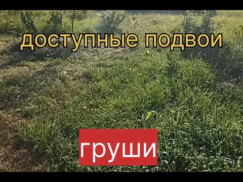 Видео: доступные подвои груши