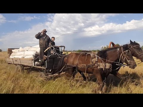 Видео: Снова везем дробленку на лошадях