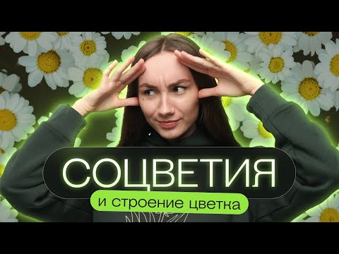 Видео: Соцветия и строение цветка | Катя Грицай | Биология ЕГЭ