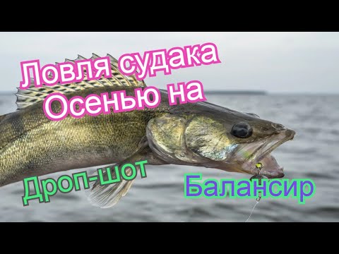 Видео: Ловля судака Осенью  на дропшот и балансир