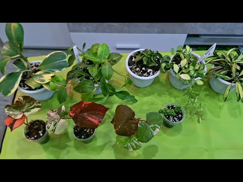 Видео: КОМНАТНЫЕ РАСТЕНИЯ(ЦВЕТЫ).ЦВЕТОЧНЫЕ ДЕЛА.ХОЙИ И ГИБИСКУСЫ.