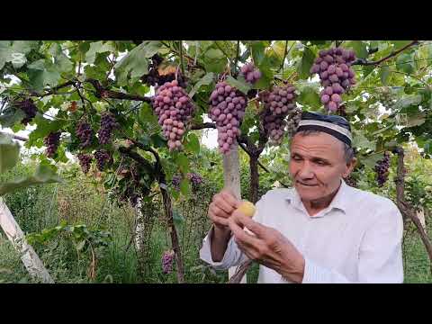 Видео: УЗУМ ПИРКИ ВА СУВСИЗ  БУЛИШИ САБАБИ