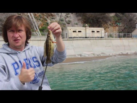 Видео: Открытие рокфиш сезона 2016. Морские проводки 1 (Зеленуха).