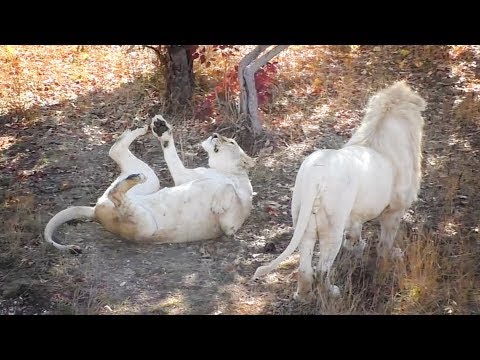 Видео: Львиный завтрак - это интриги и любовь. Тайган. Lions Taigan.