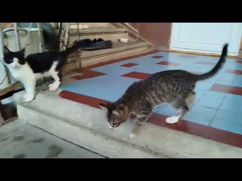 Видео: Котята растут не по годам