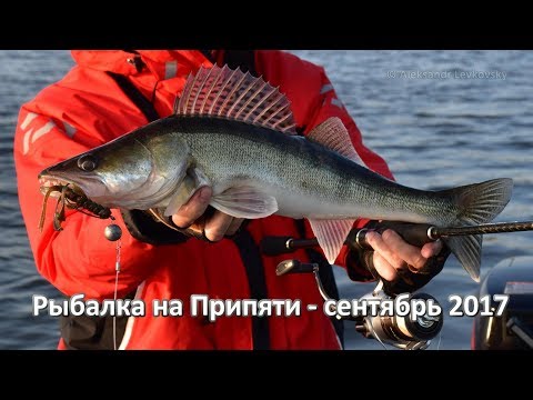 Видео: Рыбалка на Припяти, судаки на джиг - Сентябрь 2017