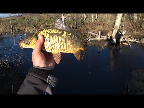 Видео: Цей метод лову завжди виручить риболова