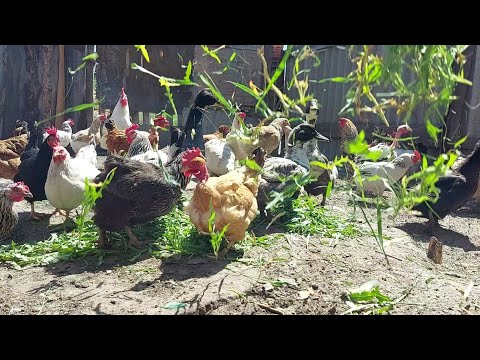 Видео: Очень сильный ветер!!!!