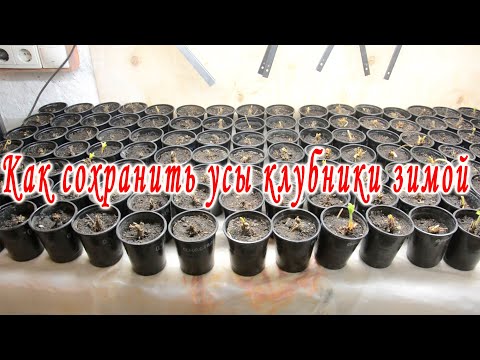 Видео: Как сохранить усы клубники зимой. Ранняя рассада весной клубники.