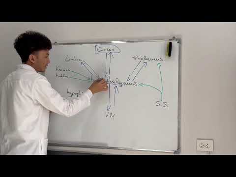 Видео: Hypothalamus part 1 | Gipotalamus 1-qism | Гипоталамус часть 1