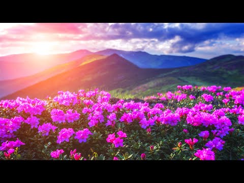Видео: Коллекция самых красивых цветов для релаксации - успокаивающая музыка для снятия стресса