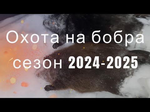 Видео: Охота на бобра сезон 2024-2025