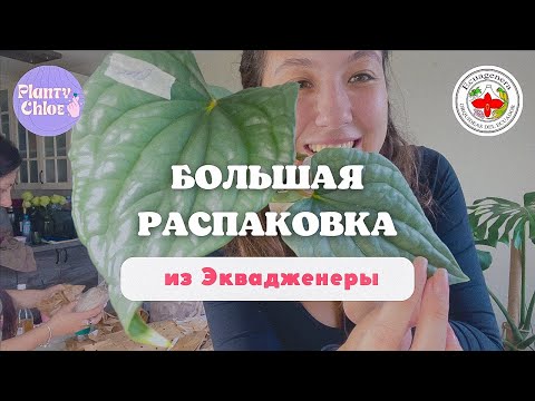 Видео: ОГРОМНАЯ РАСПАКОВКА ИЗ ЭКВАДОРА  Planty Chloe