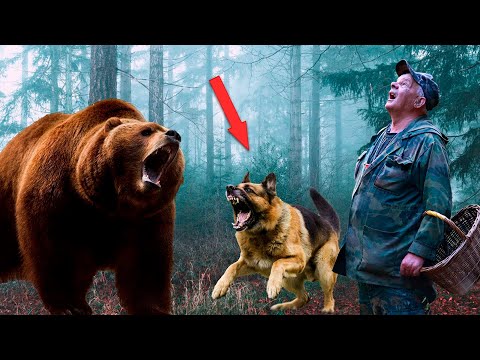 Видео: Это конец, сердце сжалось от ужаса! Медведь взревел и приготовился к атаке!
