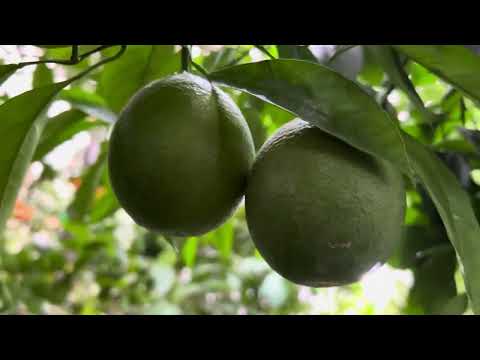 Видео: Прогулянка зимовим садом у листопаді — затишок у похмурий день