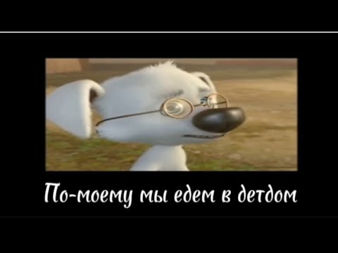 Видео: Белка и Стрелка озорная семейка|ДЕМОТИВАТОР|Глеб Starius