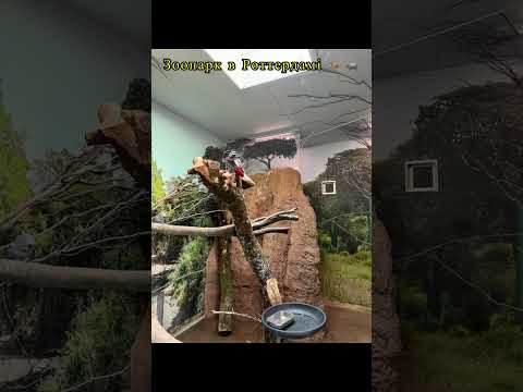 Видео: Зоопарк в Роттердамі 🦘🦛 #життя_як_воно_є #зоопарк #нідерланди🇳🇱 #відпочинок #зоо 
