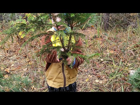 Видео: Изолированный облетник Бакфаст "Чёрное Озеро" изучение территории.