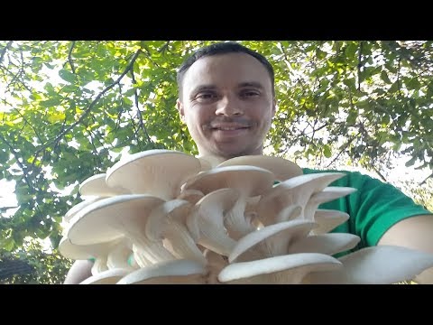 Видео: ОТ БЛОКА ДО УРОЖАЯ ЗА 25 ДНЕЙ / ВЫРАЩИВАНИЕ ВЕШЕНОК ОТ А ДО Я