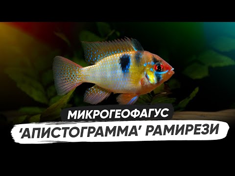 Видео: Апистограмма Бабочка / Микрогеофагус Рамирези. Содержание, разведение, оформление аквариума