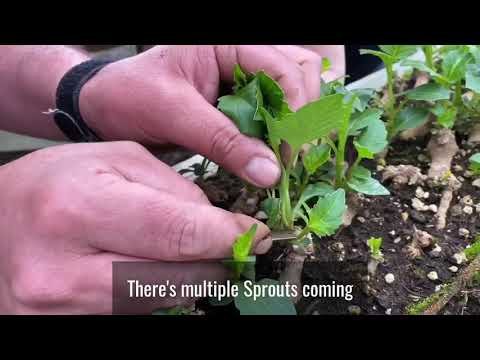 Видео: Черенки георгинов