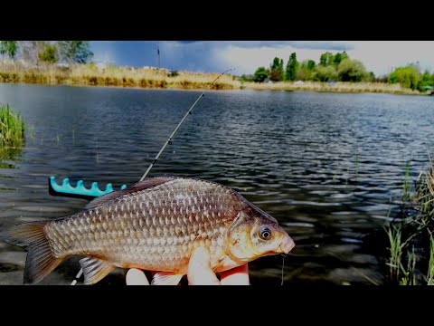 Видео: Карась на пікер весной.Особливості ловлі карася на Журавльовці