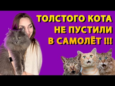 Видео: КОТОНОВОСТИ. ВЫПУСК 1. ЗАЧЕМ ТАПОЧКИ С ФРИКАДЕЛЬКАМИ? КОТ ЧУТЬ НЕ ОСТАЛСЯ ЗА БОРТОМ? #cats #мейнкун