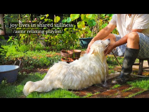 Видео: радость живет в общей тишине - /плейлист расслабляющей музыки asmr/