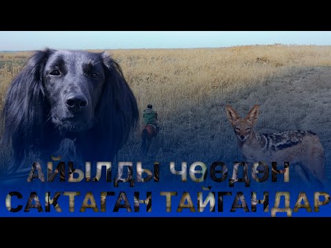 Видео: Тайган багуунун азабы / тайганчылар менен бир күн / Болот Капсалаң