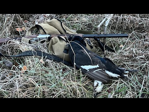 Видео: На боровую дичь с 20 калибром. Печальная находка в лесу. Встретил лосей