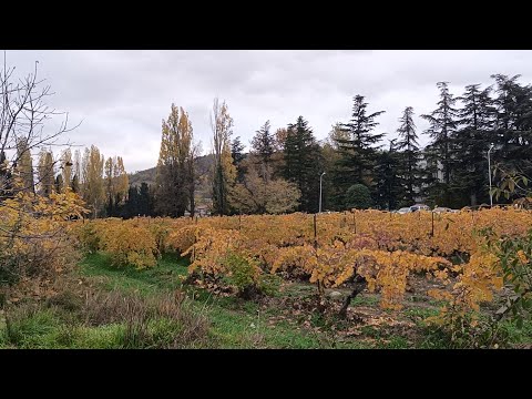 Видео: Алушта сегодня 2025/Крымское "золото" Виноградники на ул. Ленина/6.11.2025