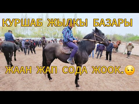 Видео: КУРШАБ ЖЫЛКЫ БАЗАРЫ. ЖААН ЖАП ПАЙ ПАЙ БОЛДУ.😱😱05.04.2025#памиртв #атбазар #озгон #horse #куршаб