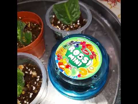 Видео: Фиалка гулини купайтириш ва парваришлаш усуллари