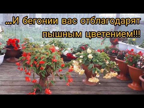 Видео: ОСОБЫЙ секрет моих бегоний!!!