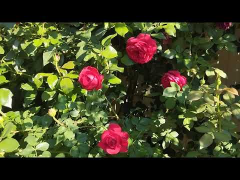 Видео: Утро 12 сентября в правом розарии🌹🌹🌹