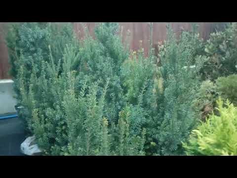 Видео: тис ягодный Фастигиата робуста.