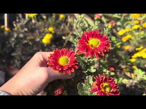 Видео: ВАЖНО осенью! Что нужно сделать с клумбой перед зимой